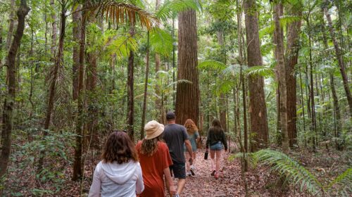 A group of people walking along a bushy pathway covered in leaves