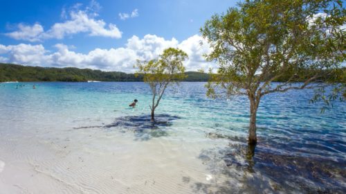 Two trees growing in the water on a beach
