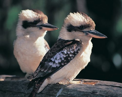 fraser-island-adventure-tours-20