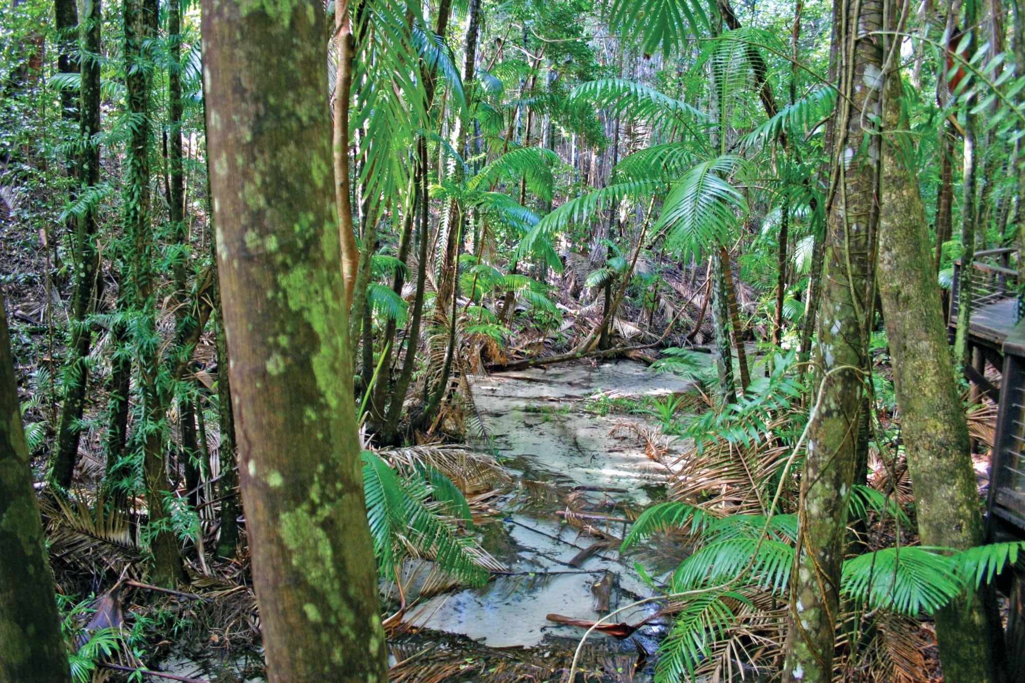 nature tours fraser island