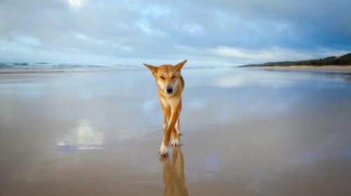 Dingo with crossed paws on a beach