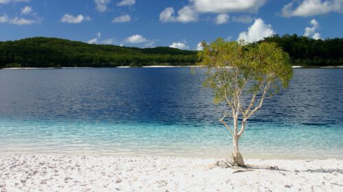 A tree growing in the sand on the shore of a lake
