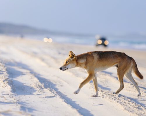 fraser-island-location-21