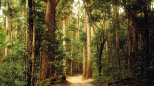 A sandy road leading through a forest