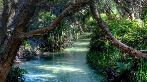 A flowing creek in a forest