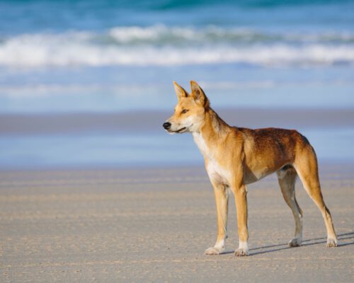 fraser-island-location-63