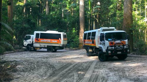 Two tour vehicles parked near tall trees