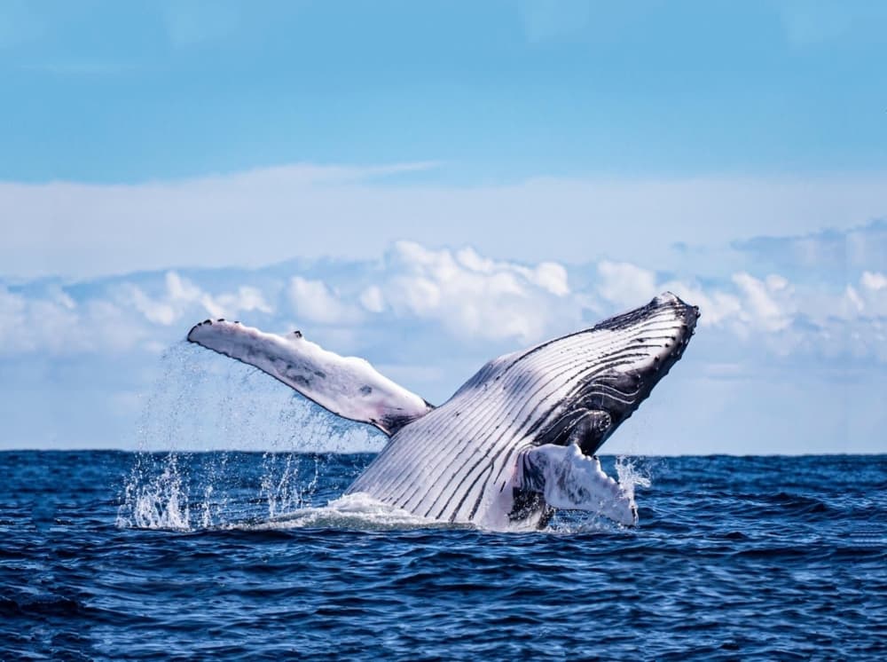A humpback whale breaching half way out of the ocean