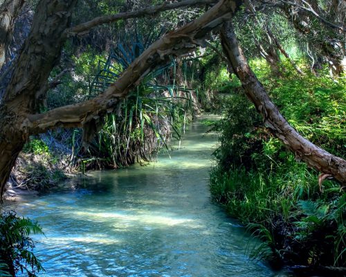 Creek flowing through tree area