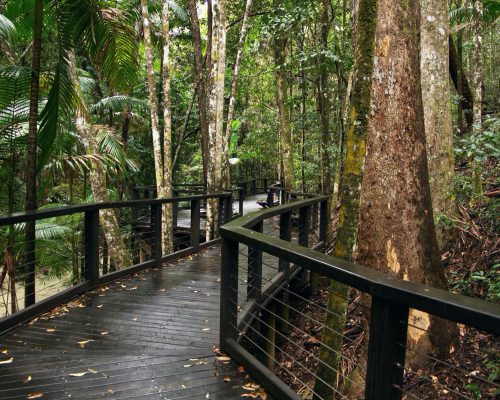 Raised platform walkway through a forest